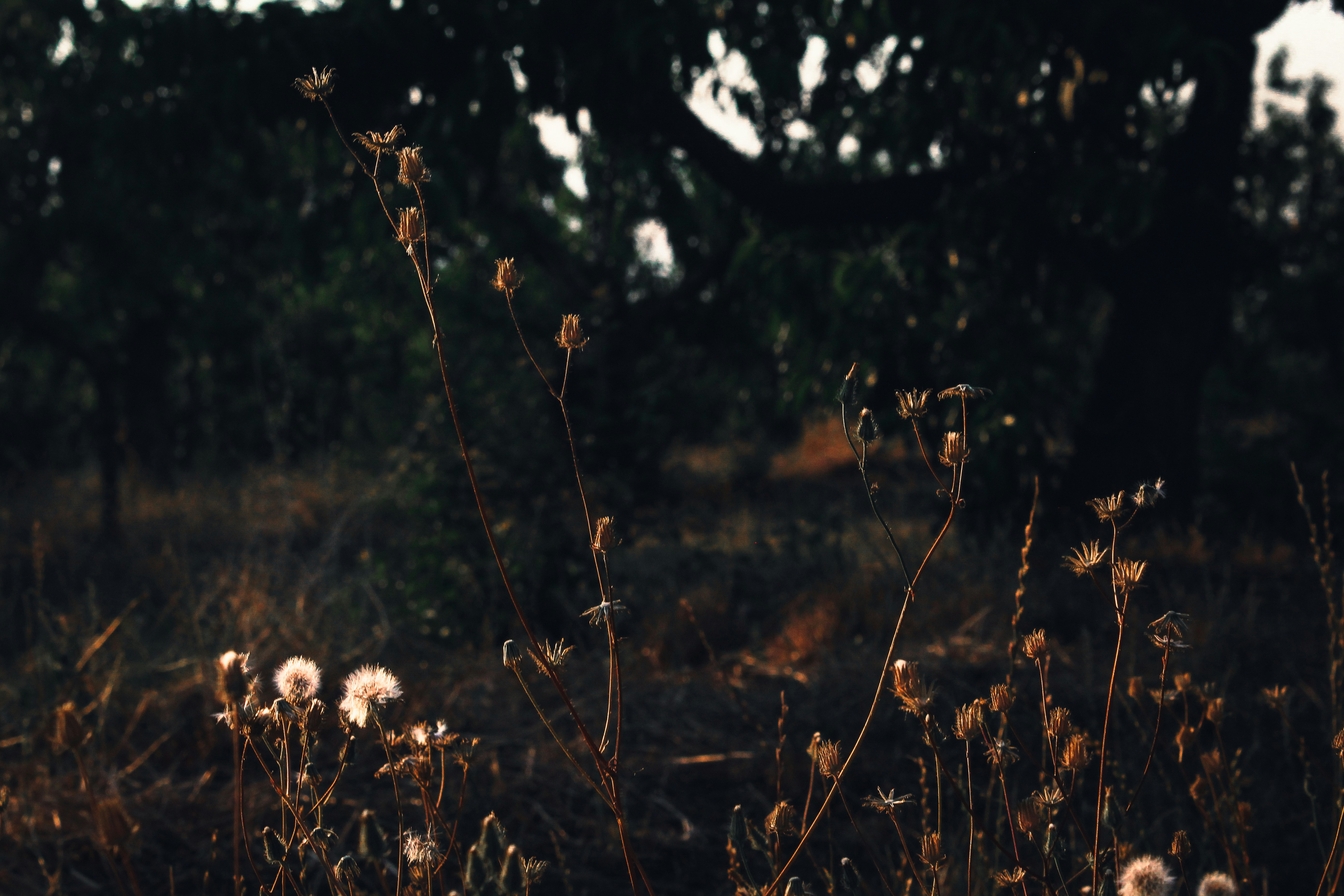 Photo by czapp_botond