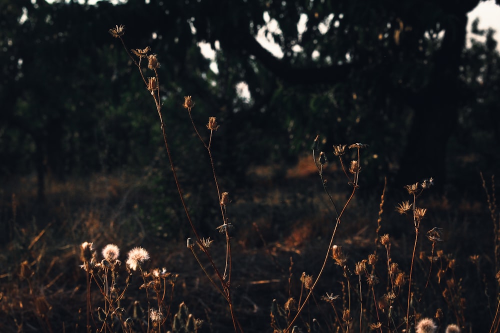 a bunch of weeds in a field with trees in the background