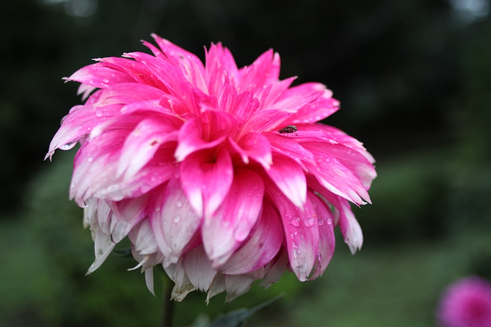 a pink flower with water droplets on it