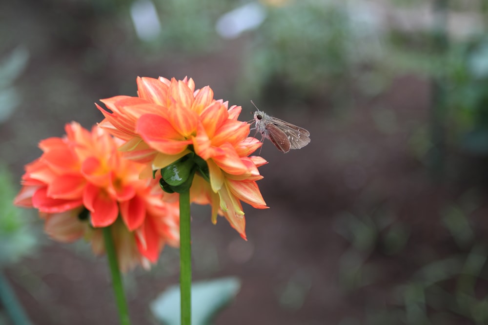 a small butterfly sitting on top of an orange flower