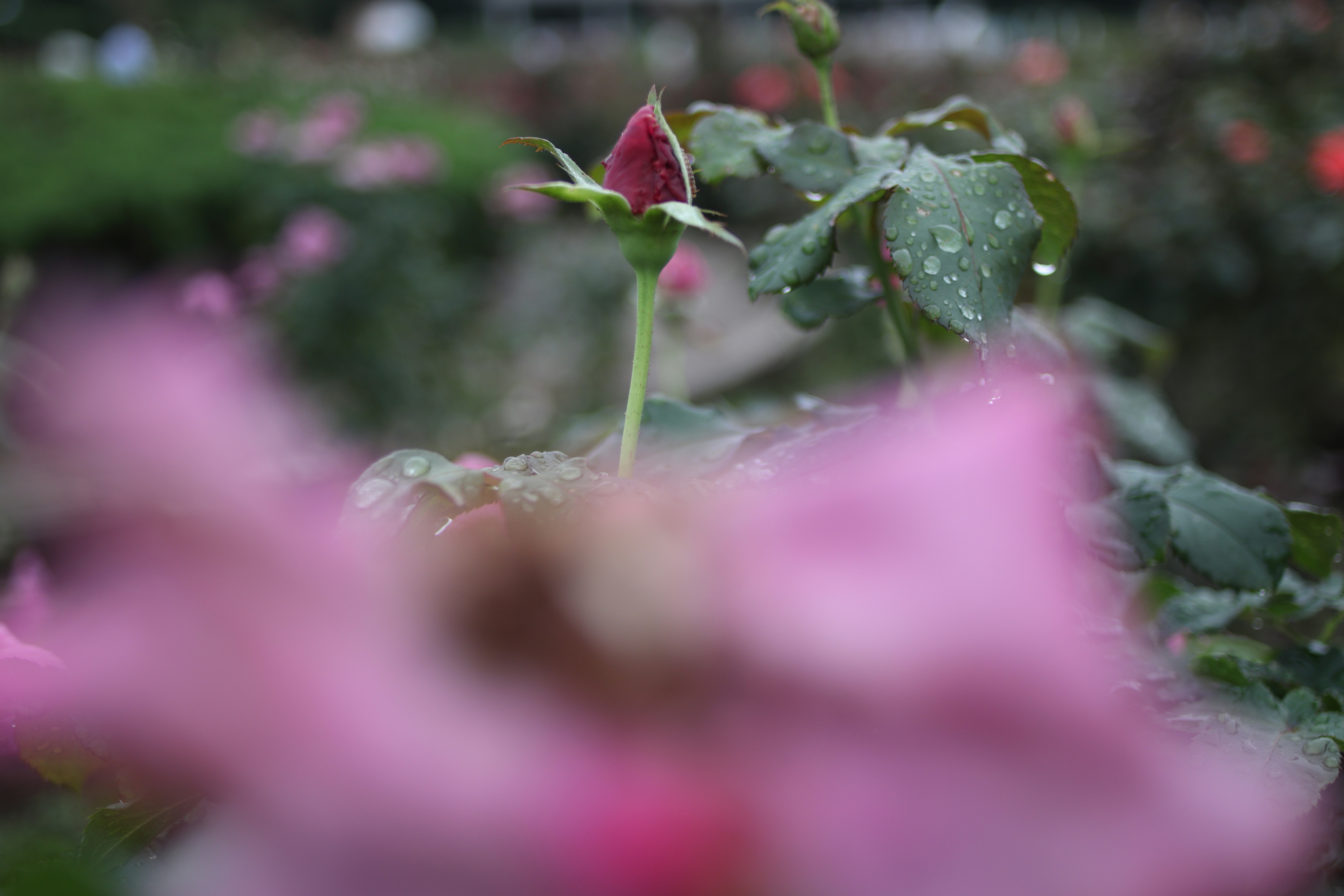 A close up of a flower with water droplets on it photo Free Japan