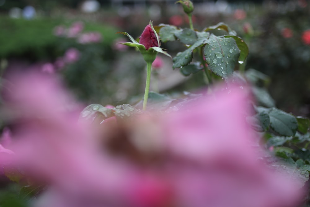 a close up of a flower with water droplets on it