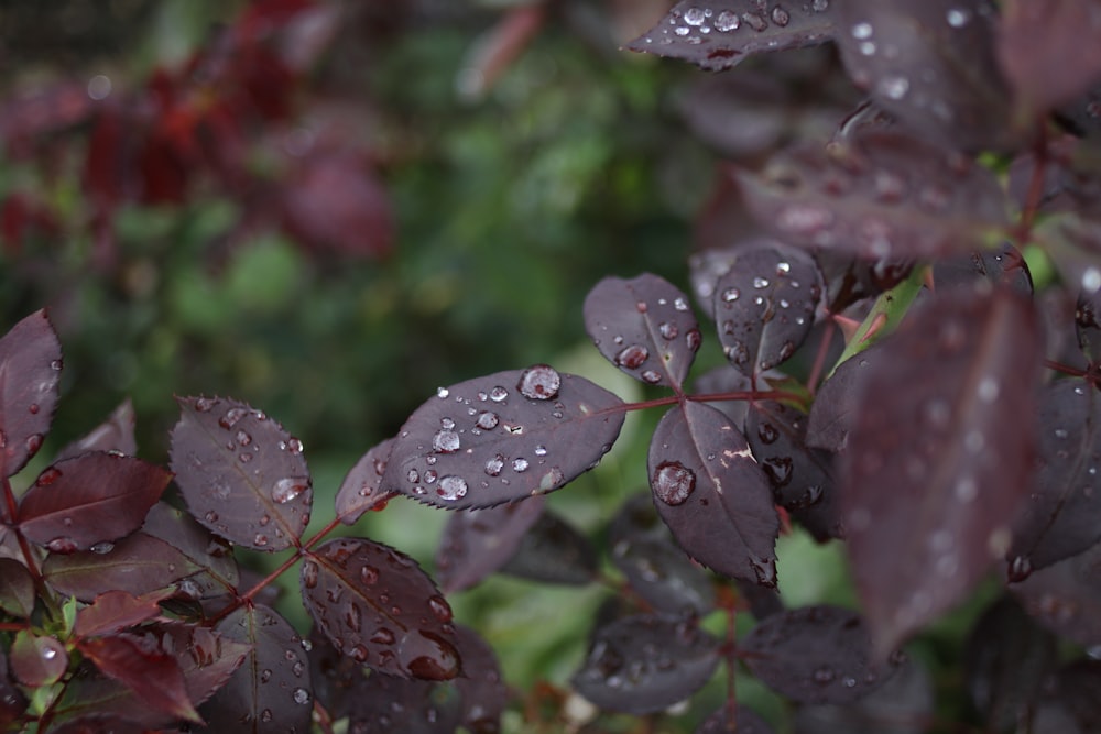 a bunch of purple leaves with water droplets on them