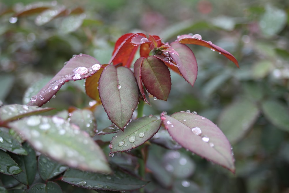 a close up of a plant with water droplets on it