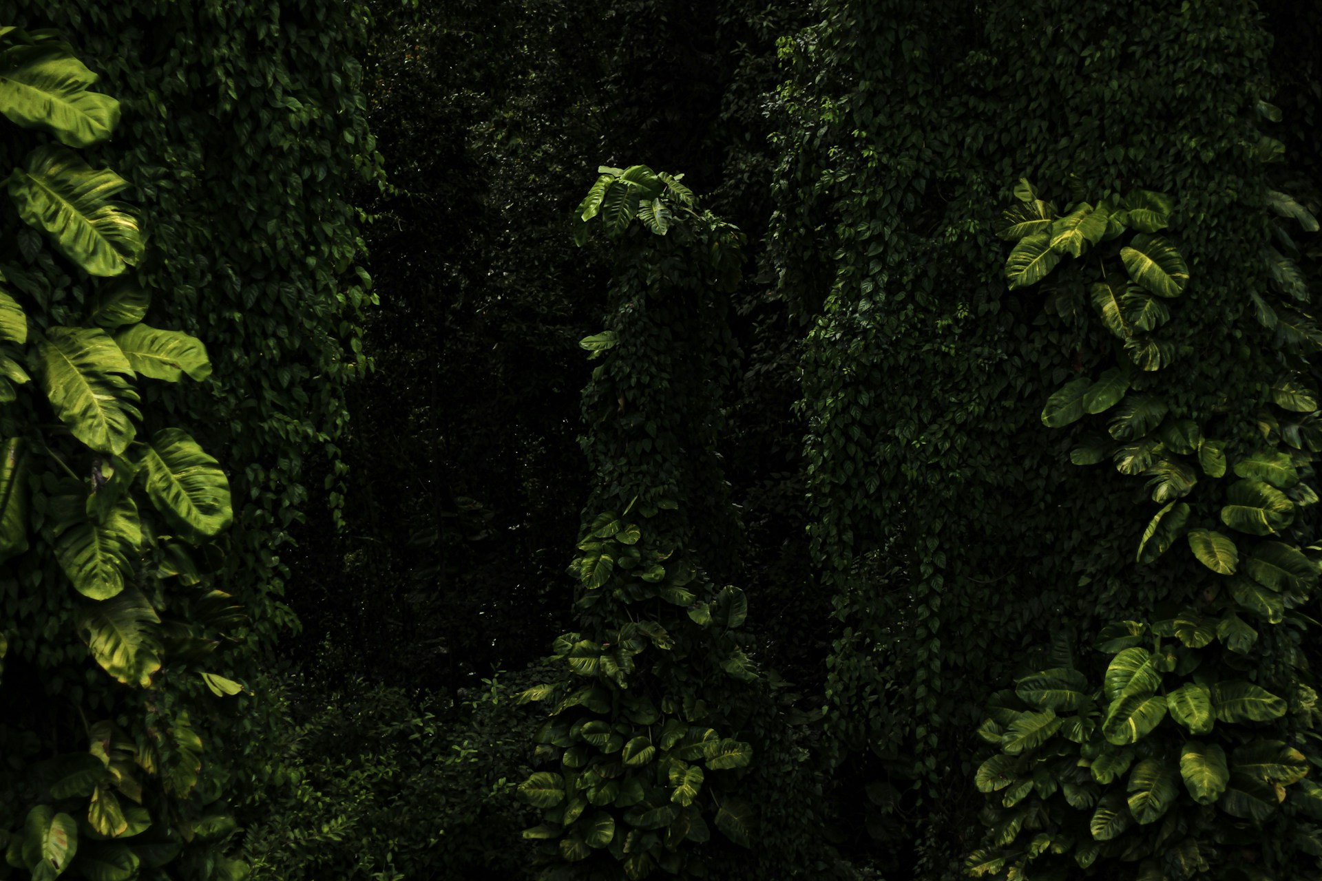 a lush green forest filled with lots of trees