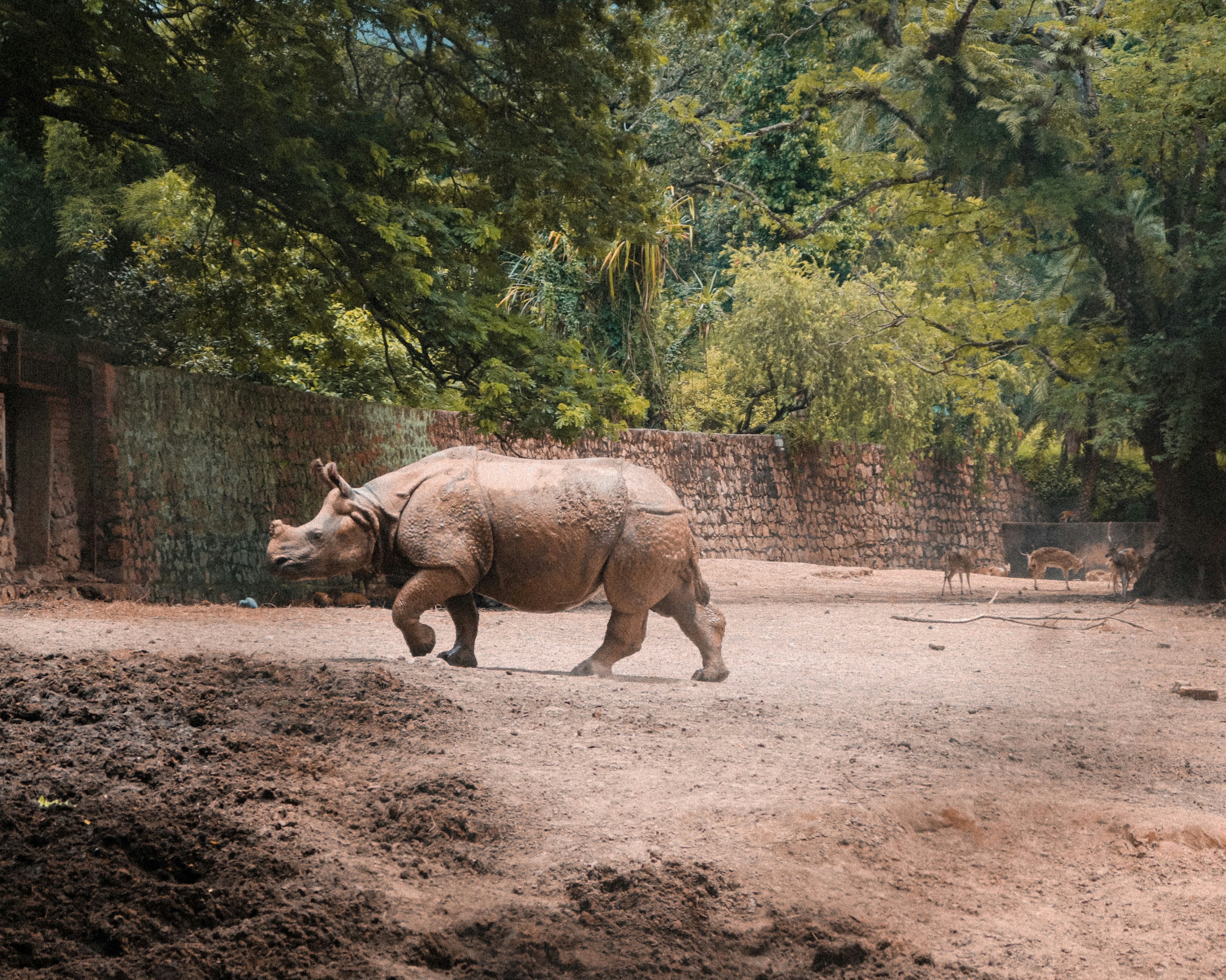 Kaziranga National Park Assam