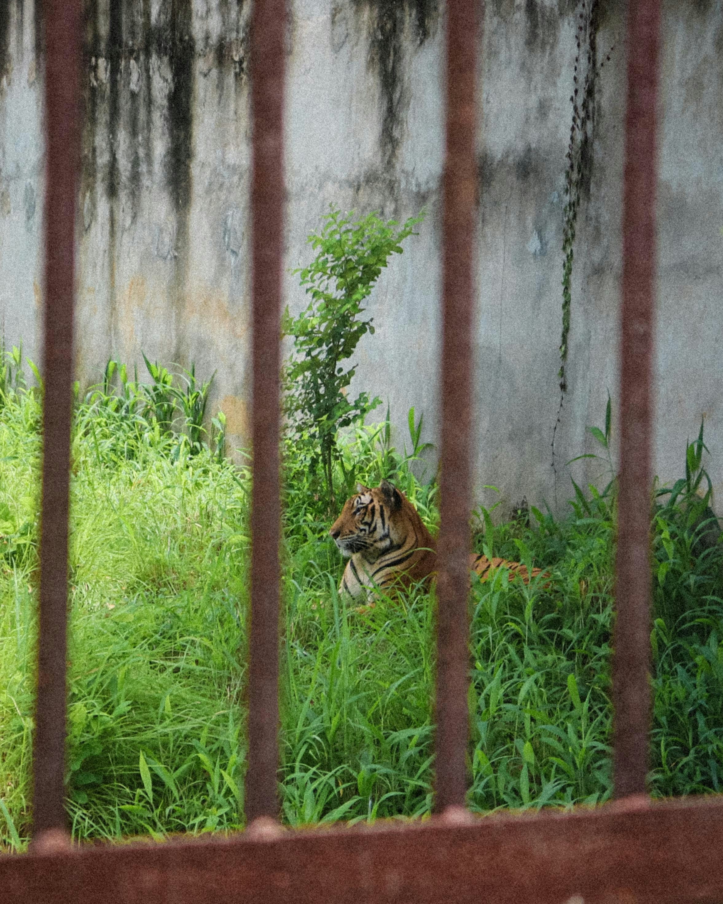 Solitary Wanderers (image credits: unsplash)