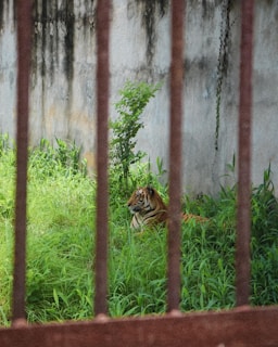 A tiger is lying in an area overgrown with lush green grass, with a weathered concrete wall in the background. It is viewed through rusted iron bars, suggesting it's in a confined space like a zoo or sanctuary.