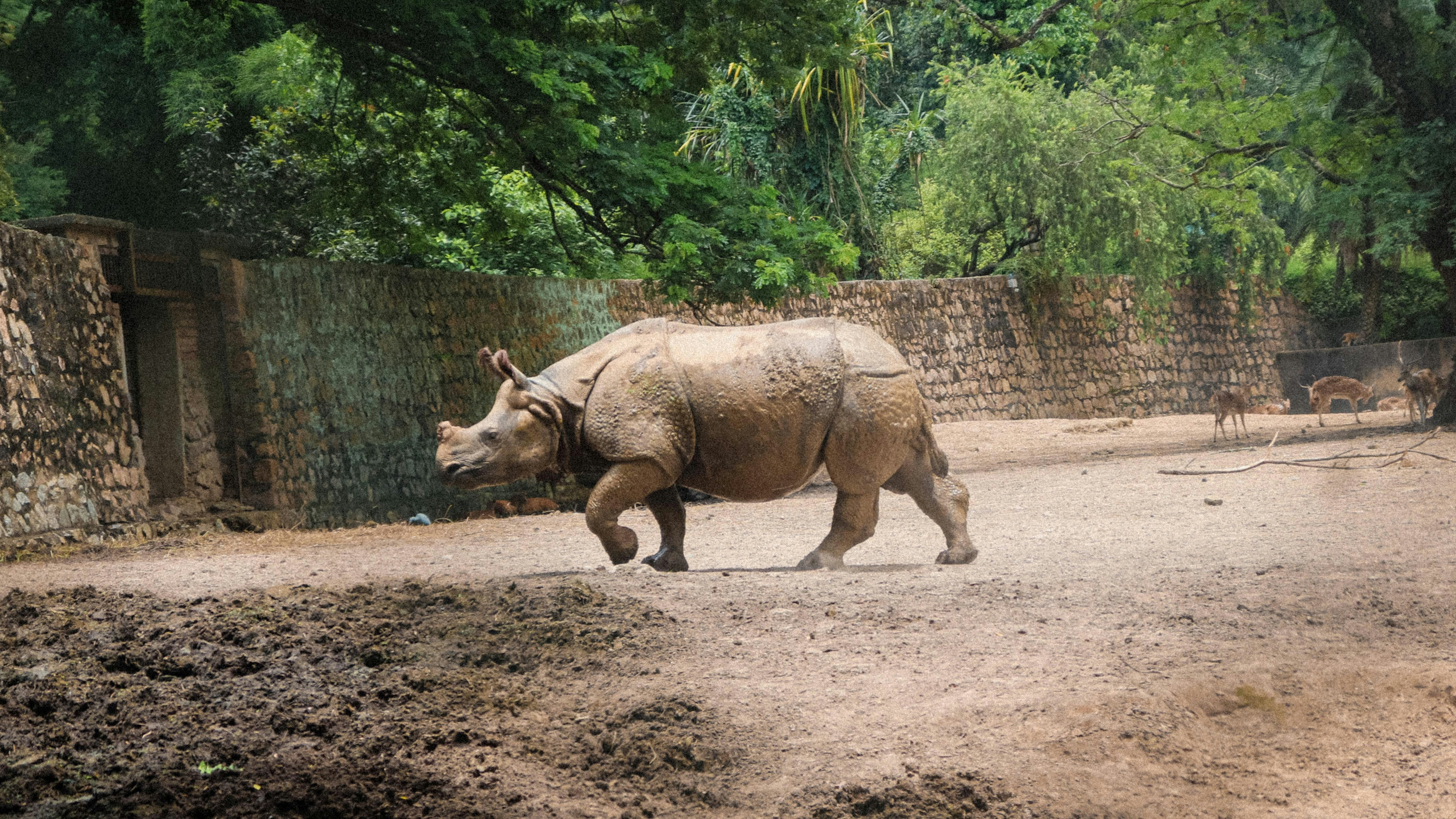 a rhino walking across a dirt field next to a forest