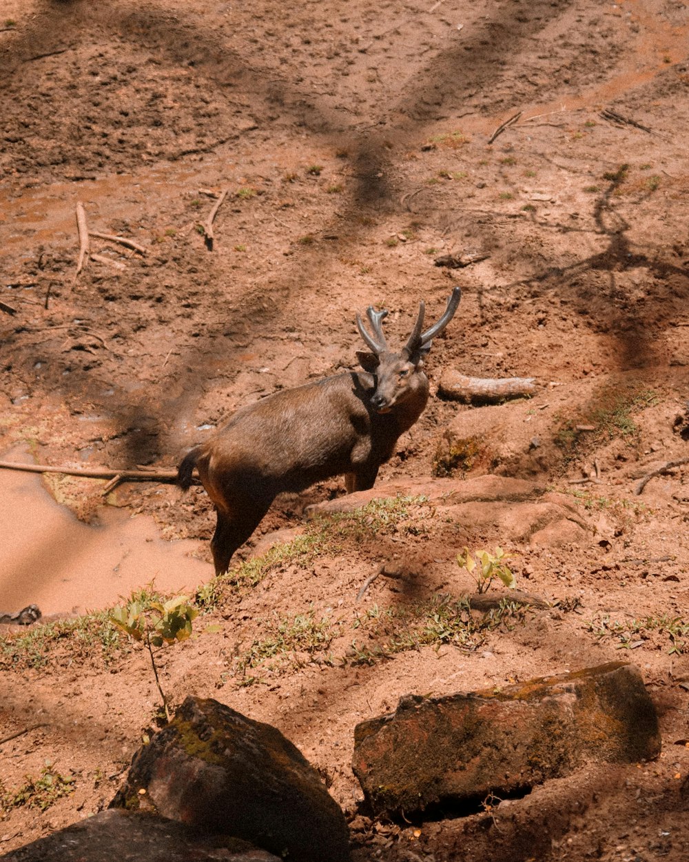 a small animal standing on top of a dirt field