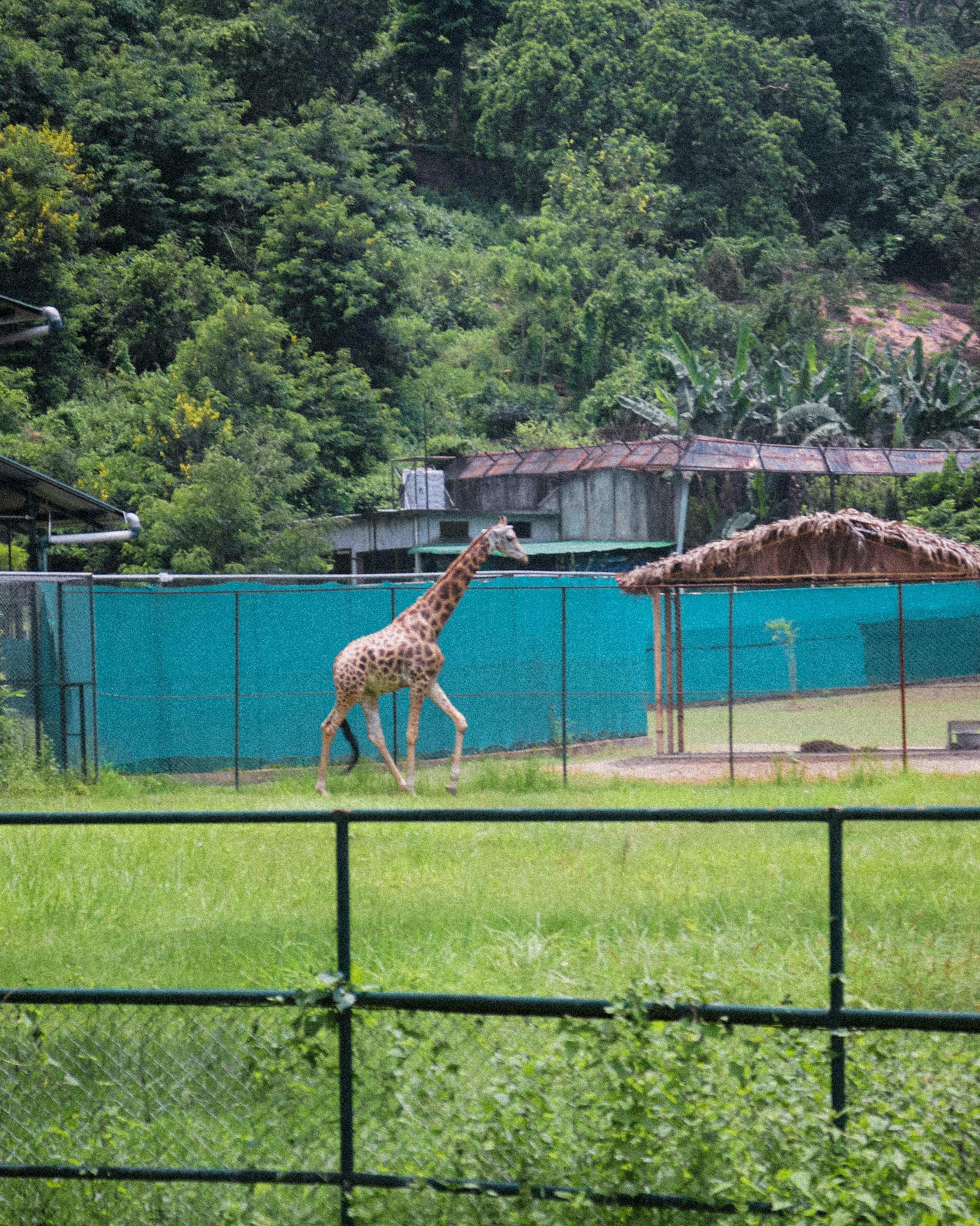 a giraffe walking through a fenced in area