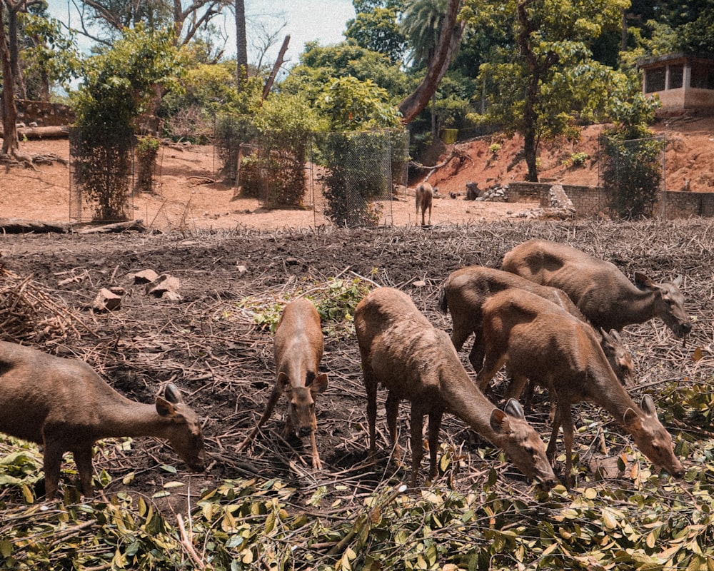 a herd of animals grazing on a dry grass field