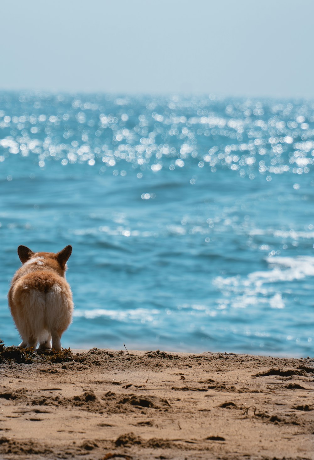 a small dog standing on top of a sandy beach