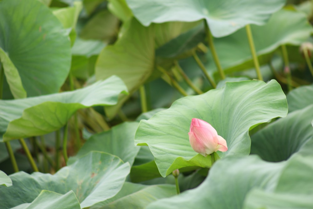 a single pink flower sitting on top of a green leafy plant