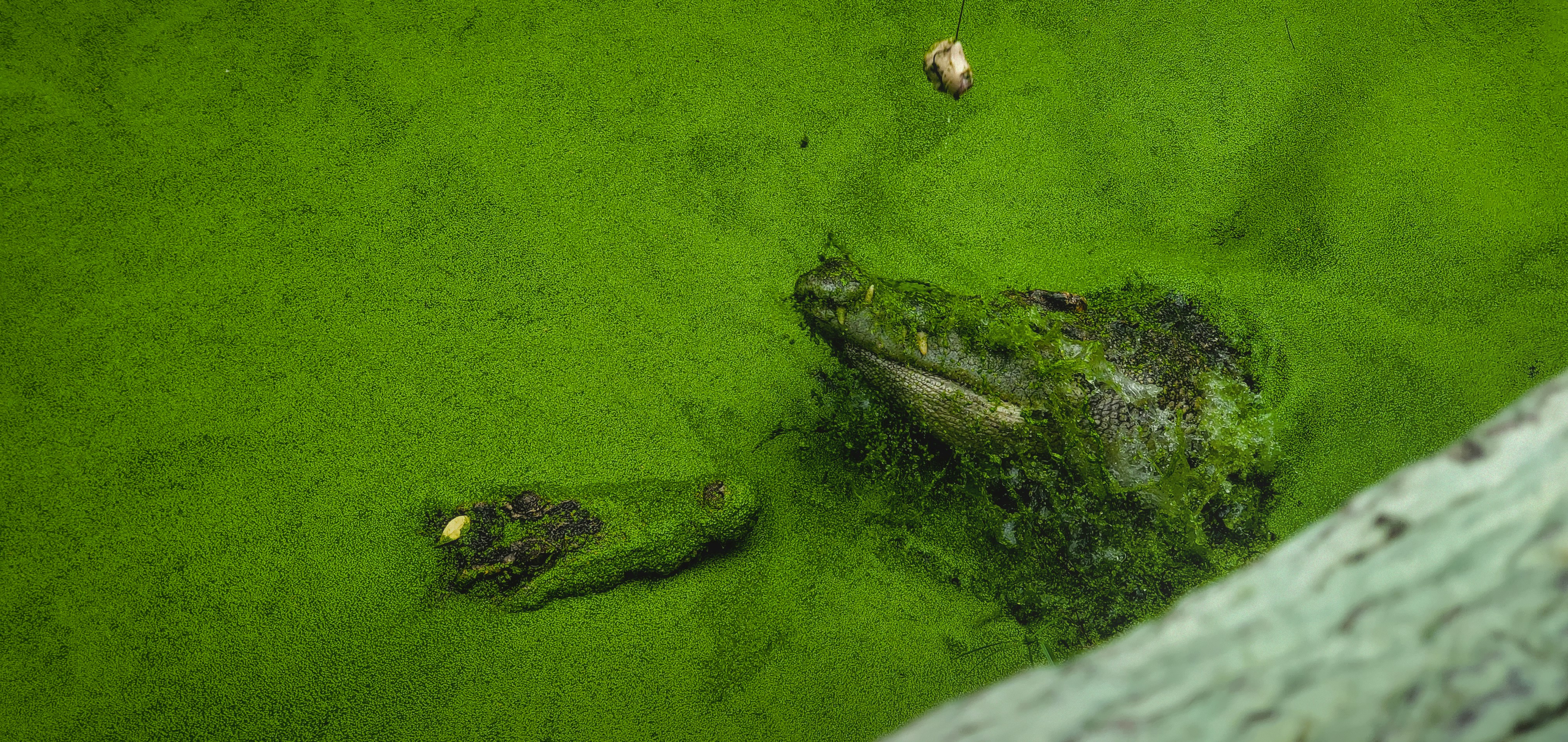 Algae Blooms: When Things Go Wrong (image credits: unsplash)