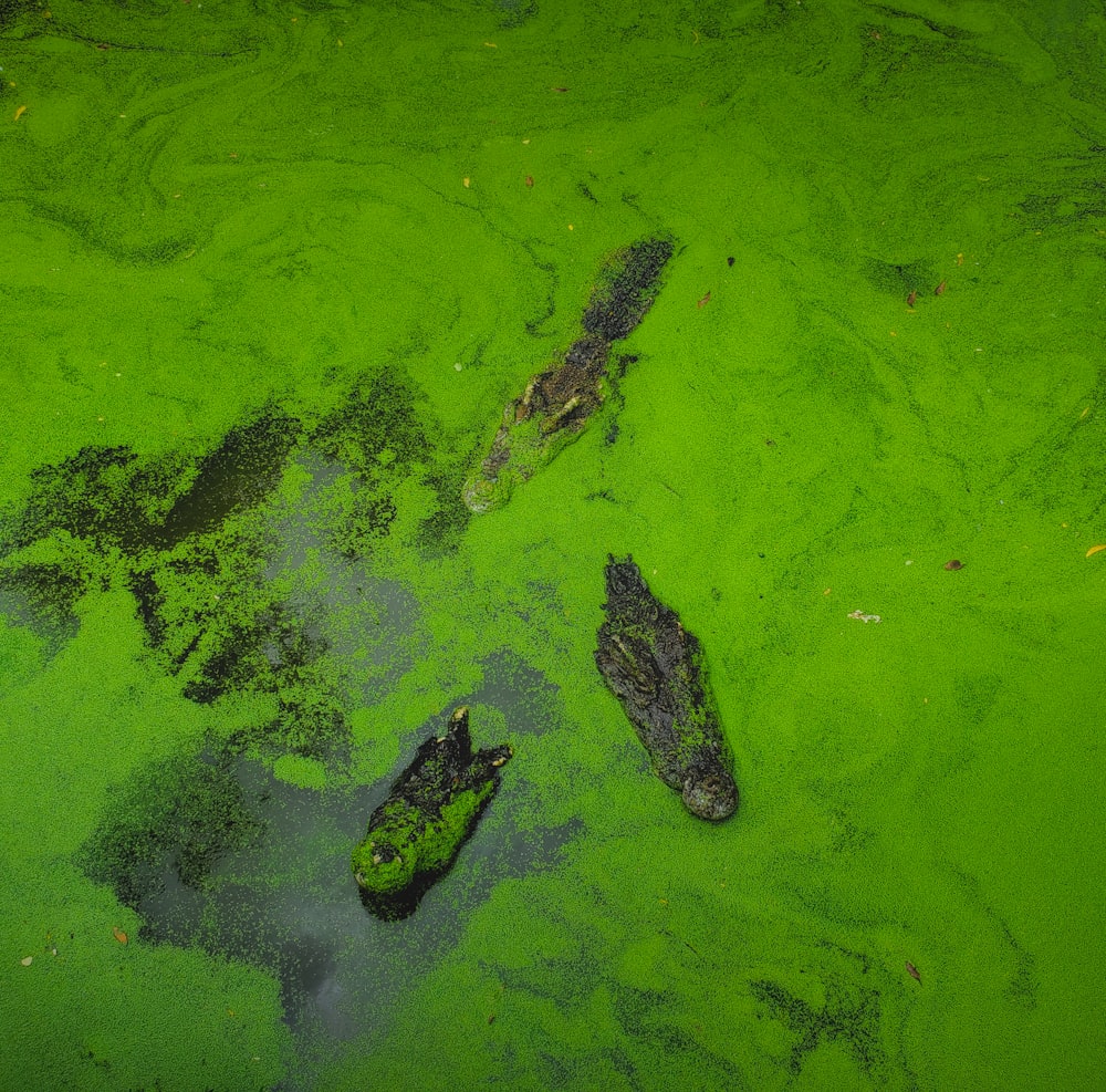 a group of alligators swimming in green water