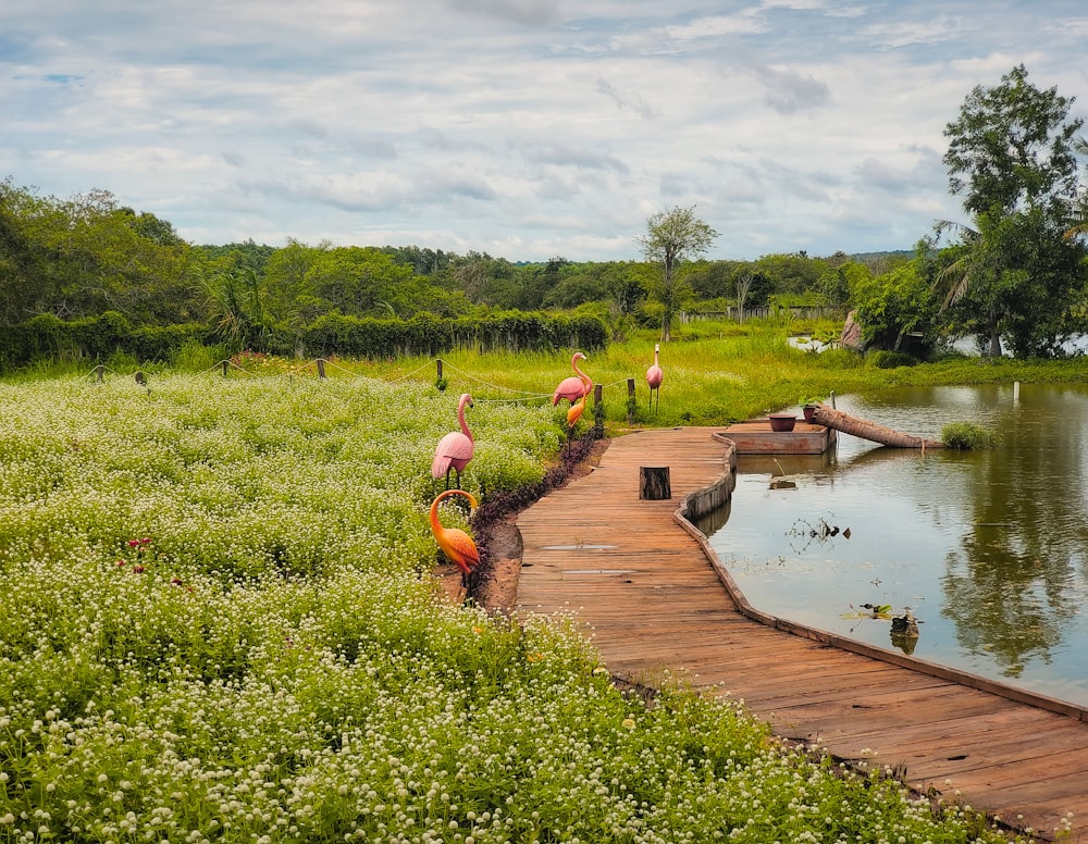 a wooden walkway leads to a pond with flamingos
