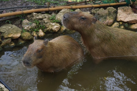 Two capybaras are standing in a shallow, rocky pond surrounded by stones and greenery. The capybaras appear calm and are partially submerged in the murky water.