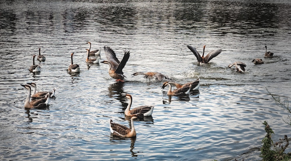 a flock of ducks swimming on top of a lake