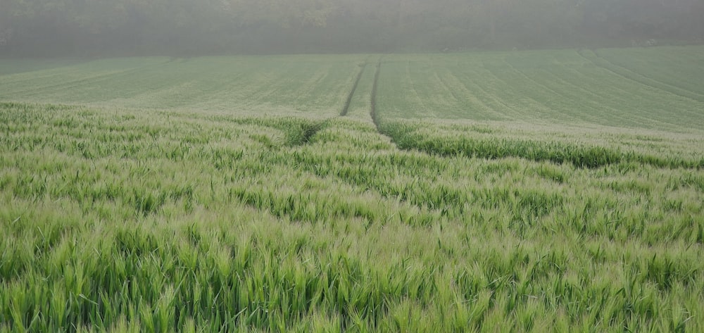 a large field of green grass with trees in the background