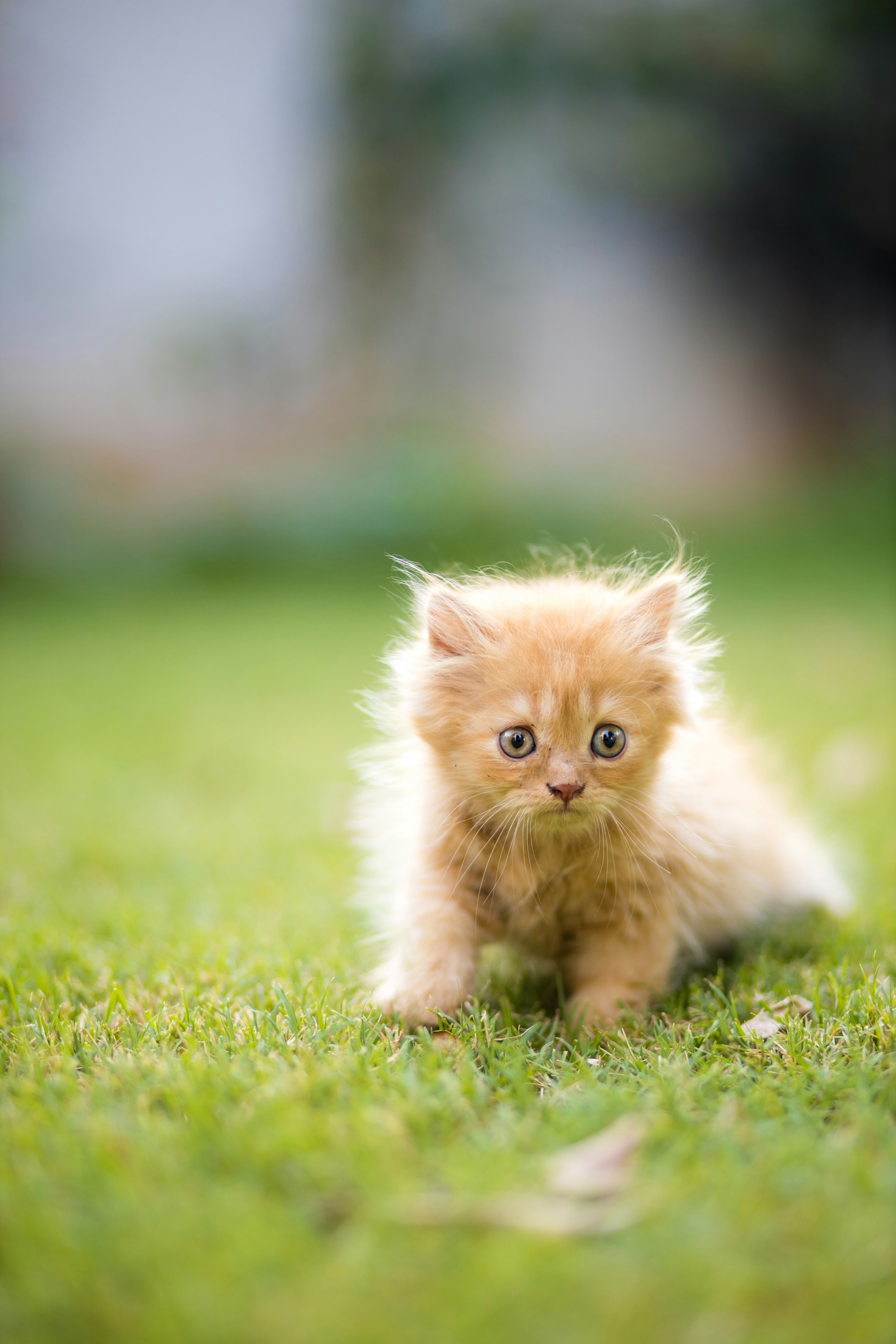 seekor anak kucing kecil duduk di atas ladang hijau yang subur