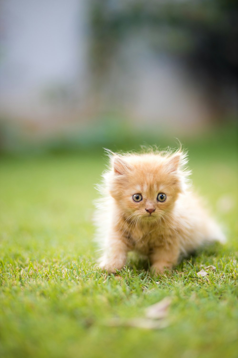 um pequeno gatinho sentado em cima de um campo verde exuberante
