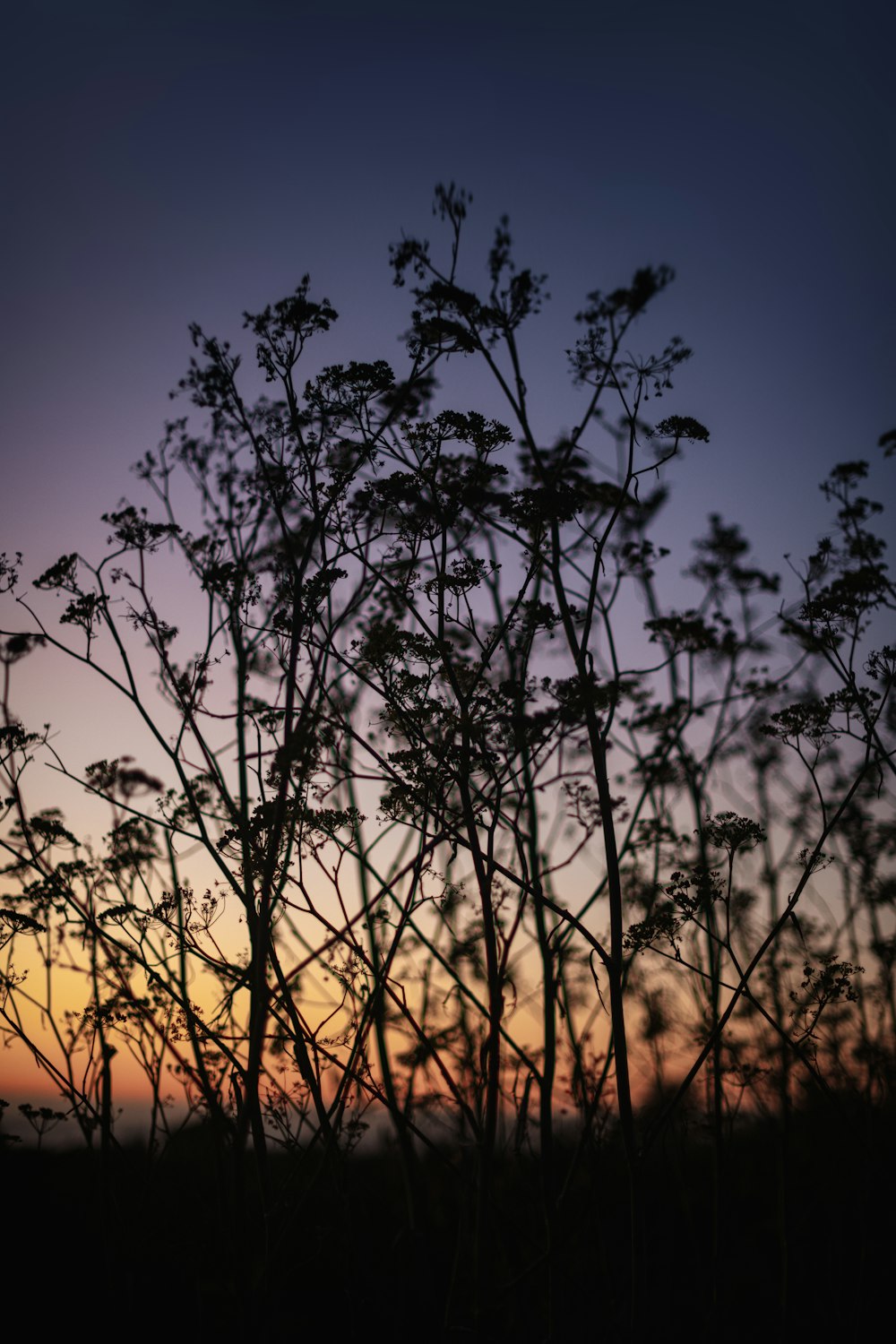 the silhouette of a tree against a sunset