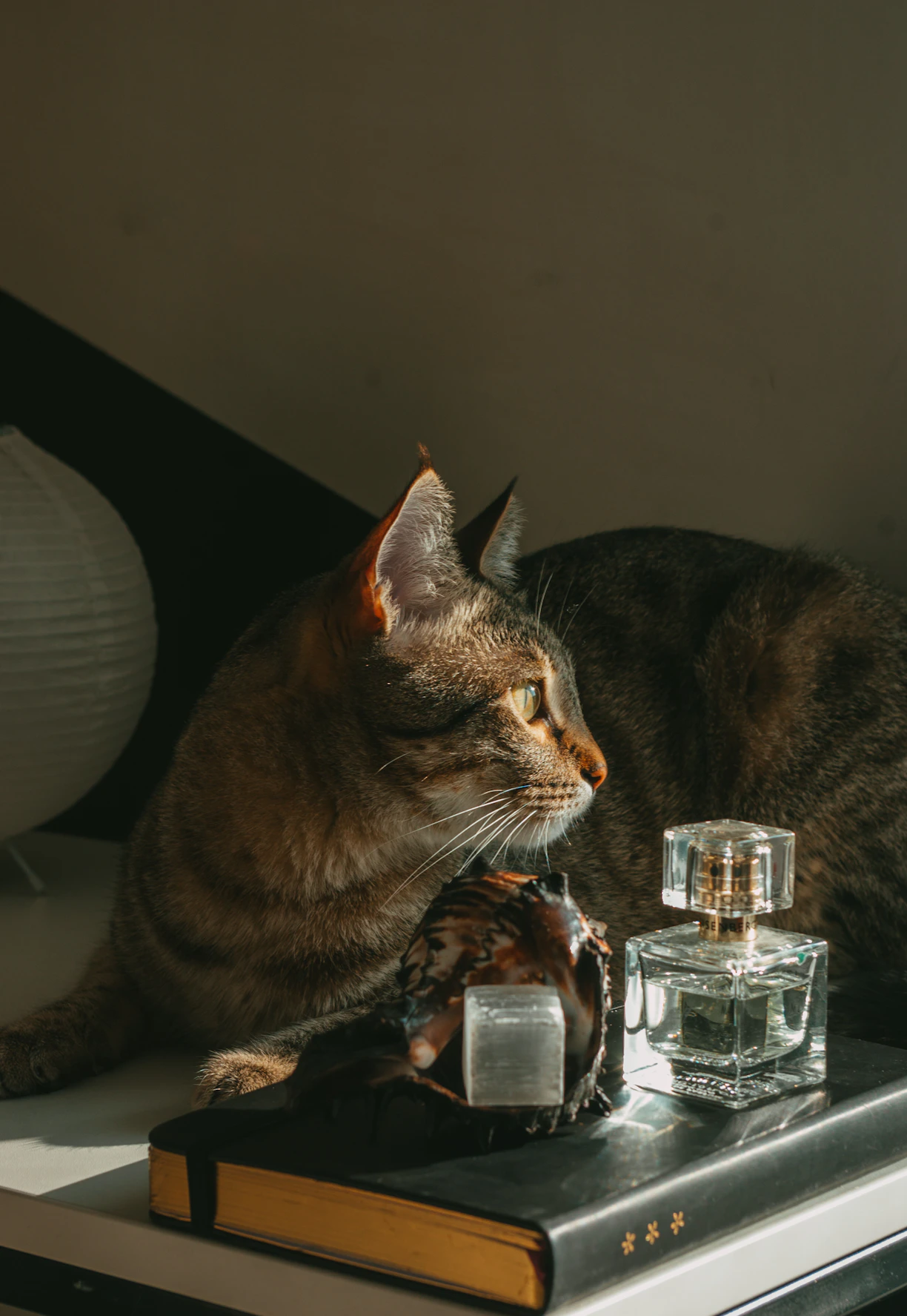 a cat sitting on top of a table next to a bottle of water