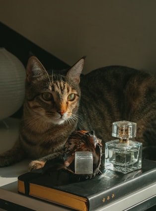 A calm cat resting beside a bottle of herbal tinctures on a minimalist shelf with warm natural lighting