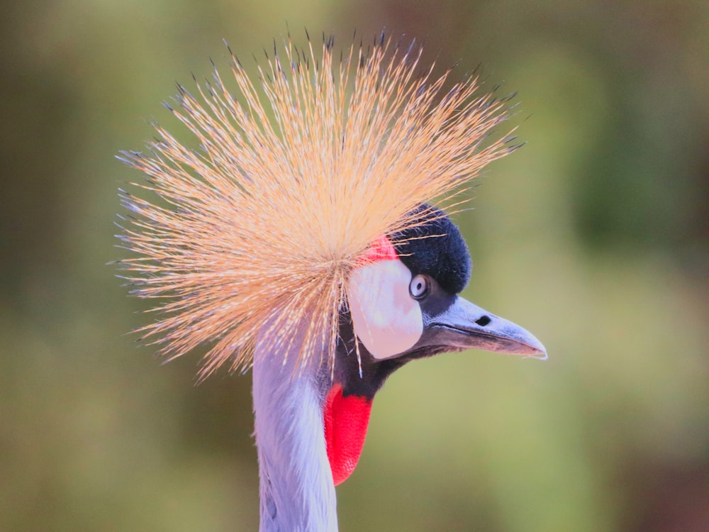 a close up of a bird with a very long hair