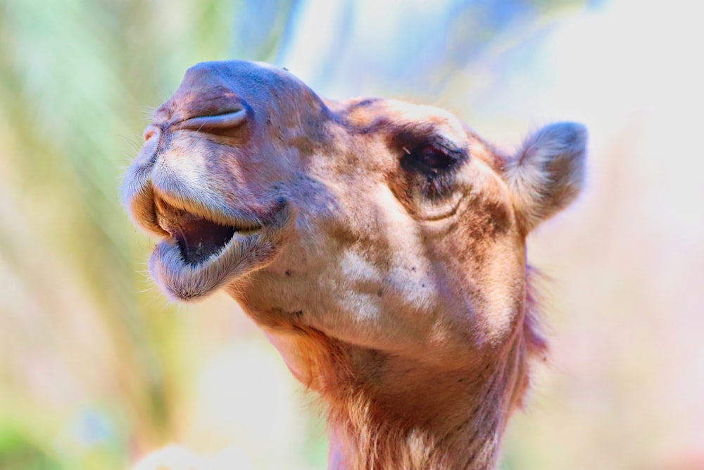 a close up of a camel with its mouth open