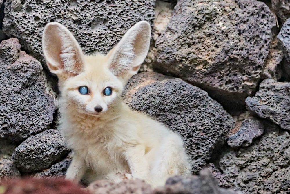 a white fox with blue eyes sitting on rocks