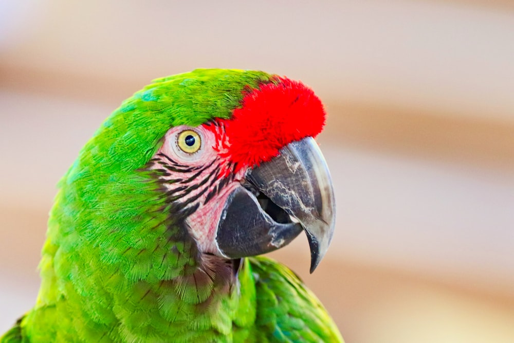 a close up of a parrot with a red head