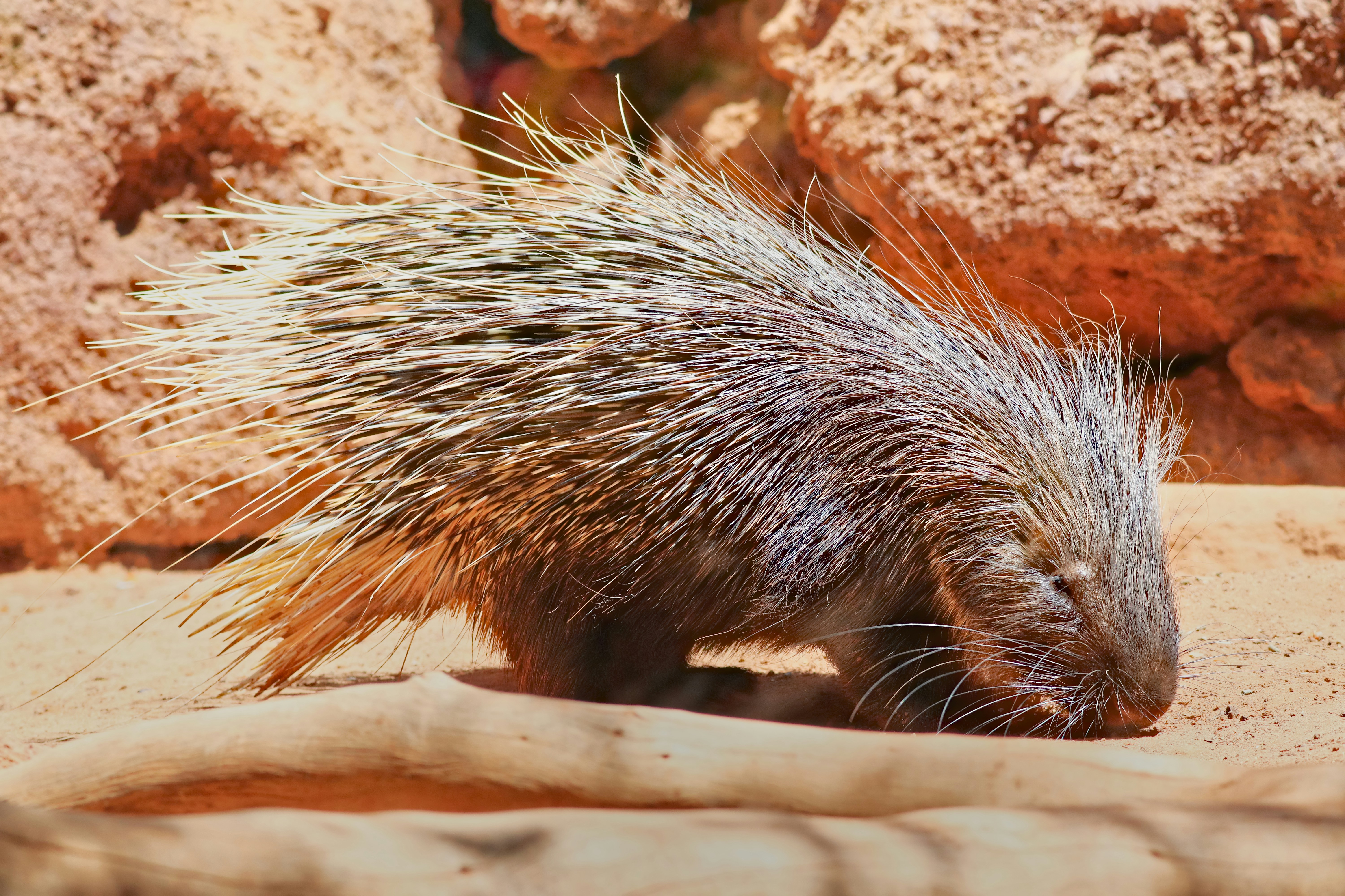 a porcupine walking around in the dirt