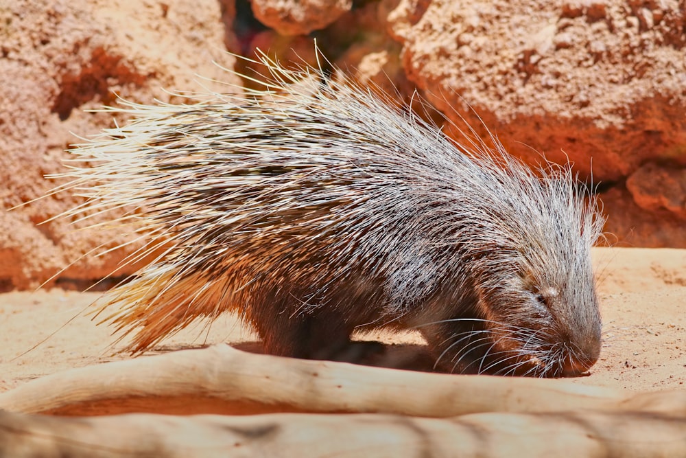 a porcupine walking around in the dirt