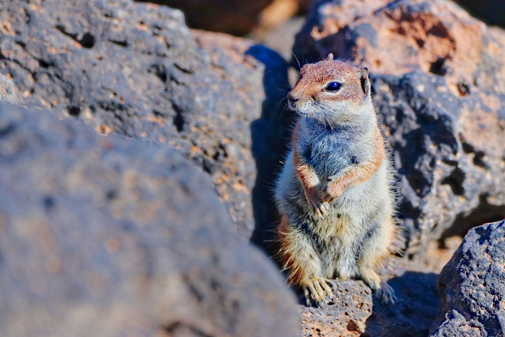a small rodent standing on a rocky surface