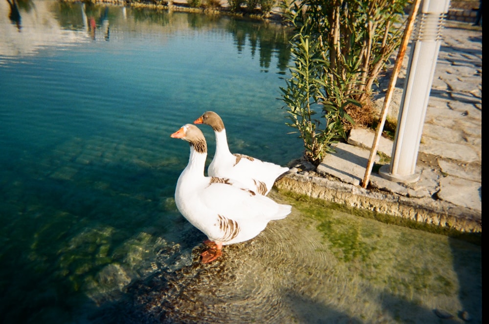 un pato blanco parado en un cuerpo de agua