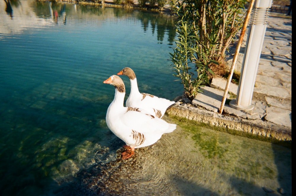 a white duck standing in a body of water