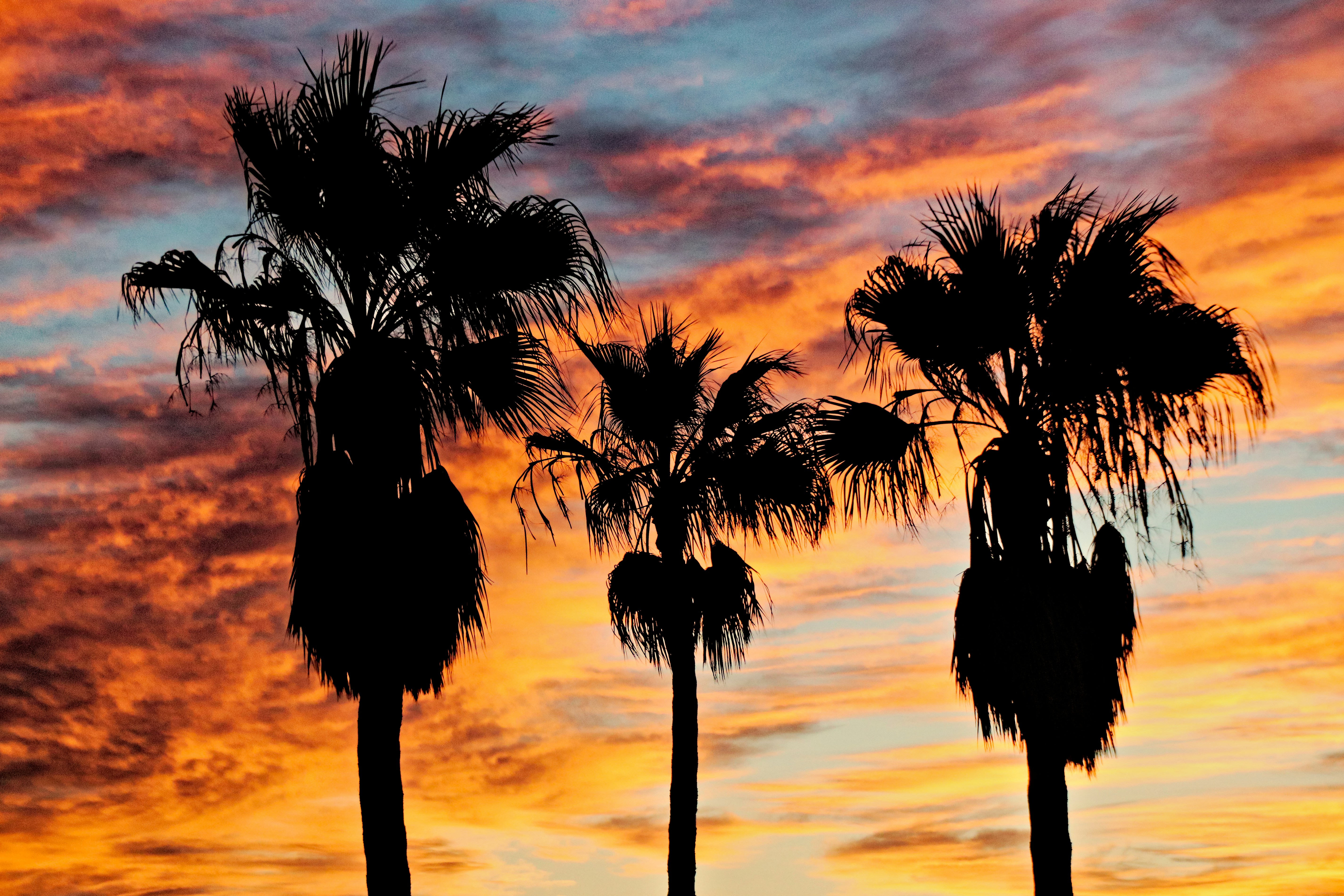 three palm trees are silhouetted against a colorful sunset
