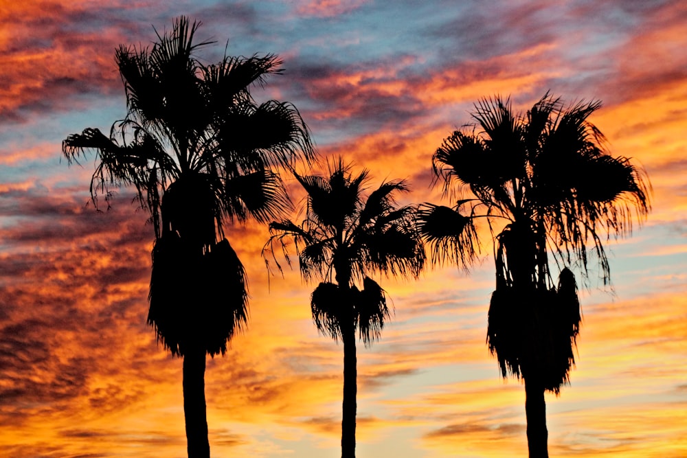 three palm trees are silhouetted against a colorful sunset
