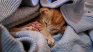 a small orange and white kitten laying on top of a blanket