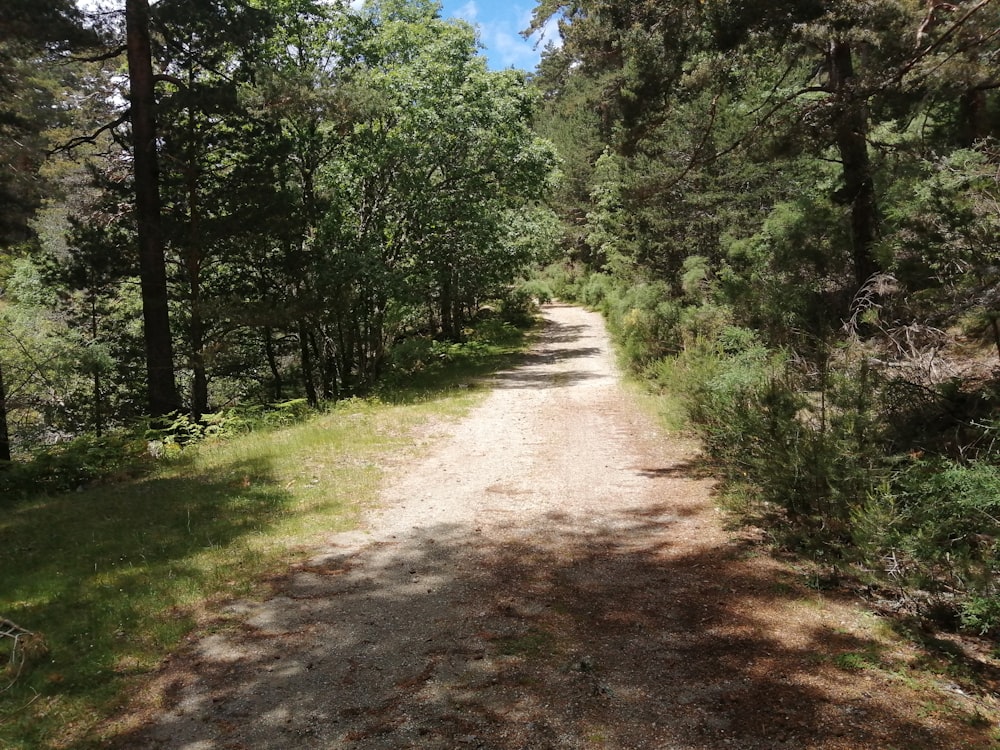 ein Feldweg mitten im Wald