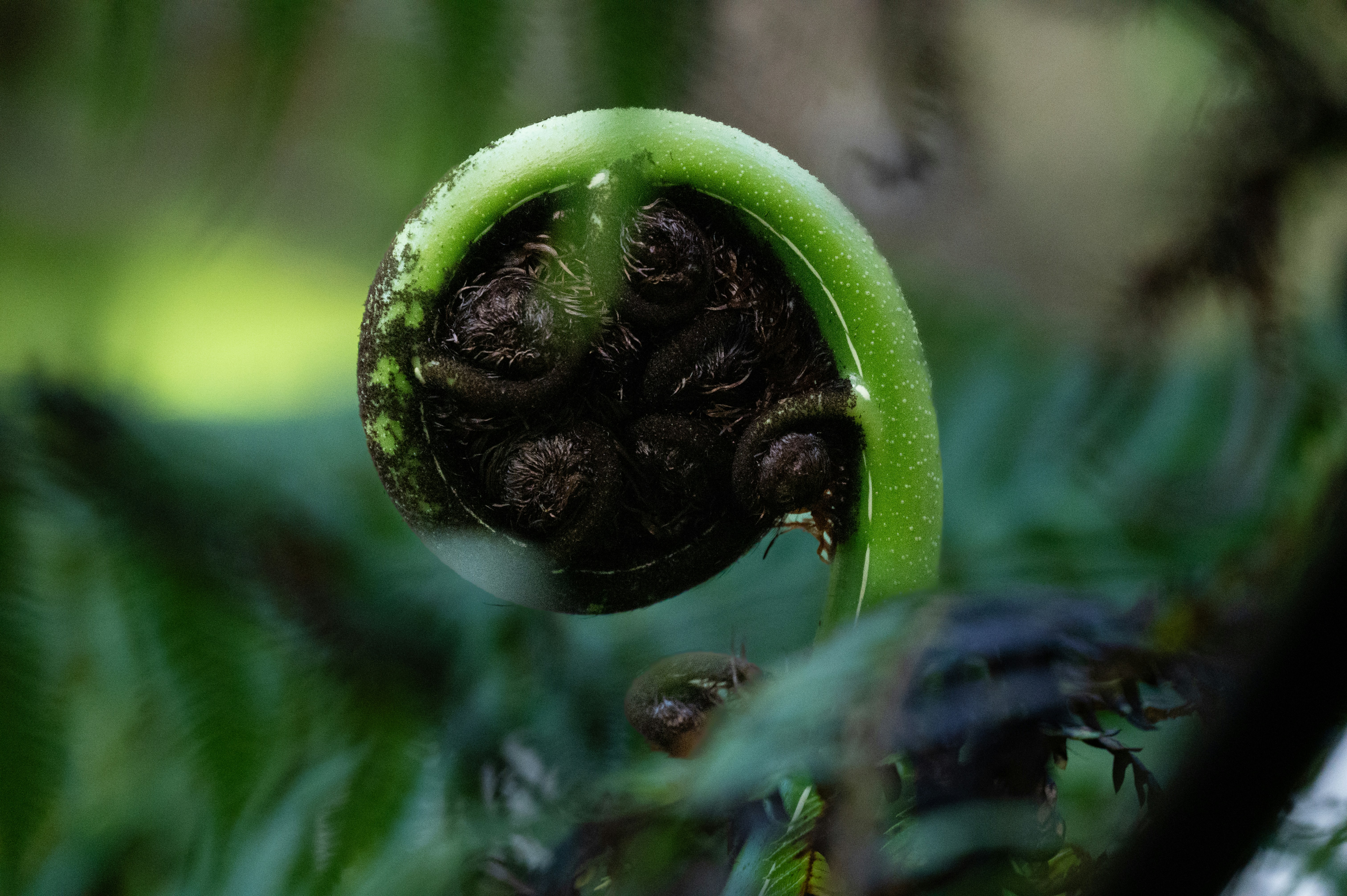 a close up of a green plant with leaves