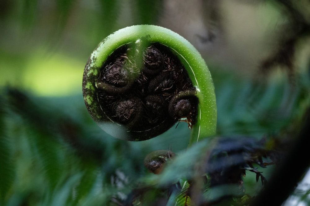 a close up of a green plant with leaves