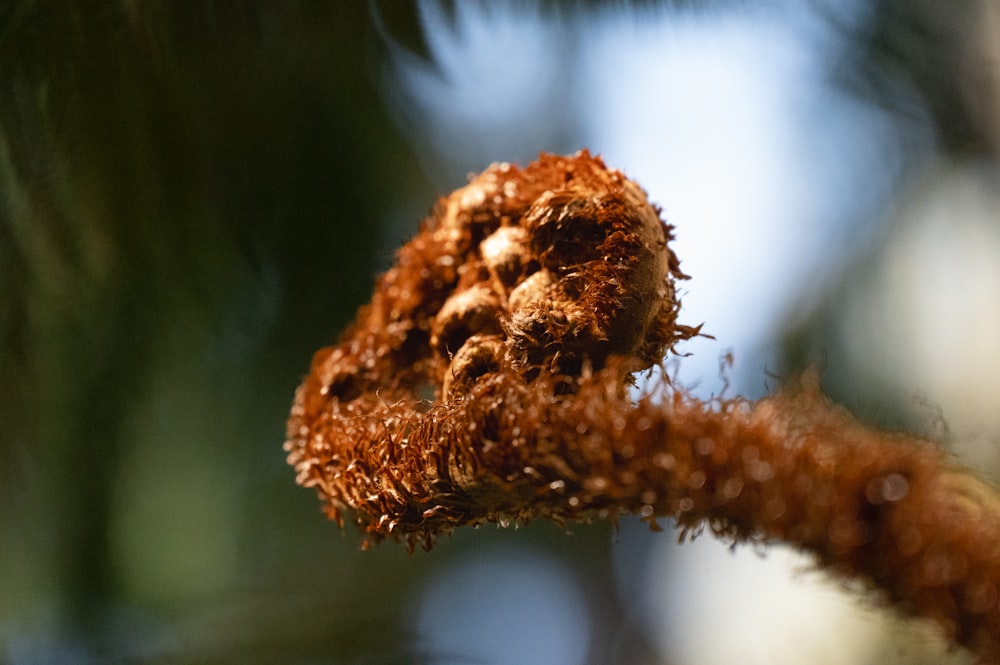 a close up of a tree branch with a seed on it