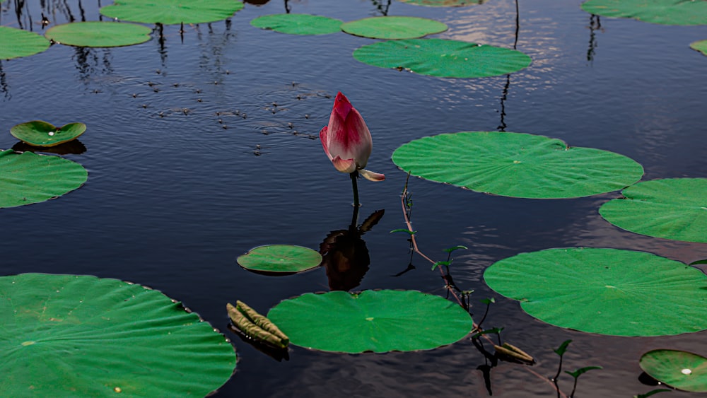 a red and white flower sitting on top of lily pads