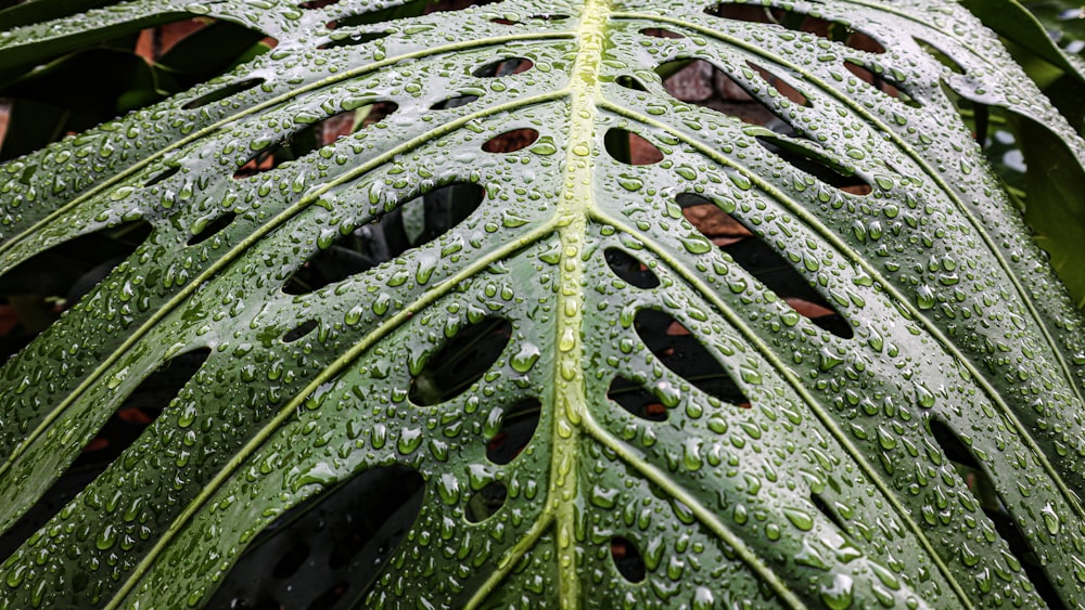 a close up of a green leaf with drops of water on it