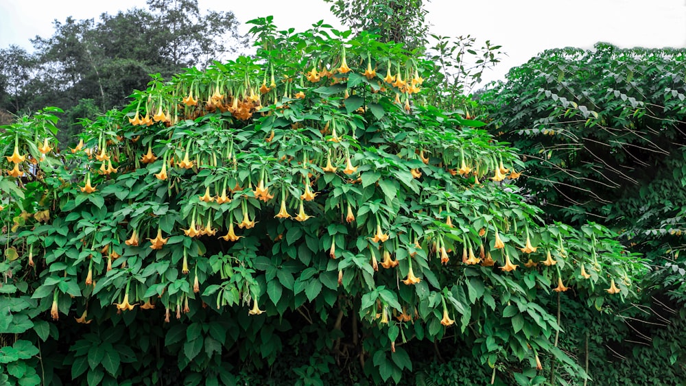 a tree with yellow flowers and green leaves