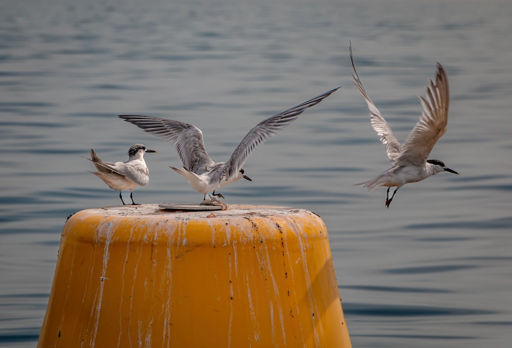 a group of birds standing on top of a yellow pole