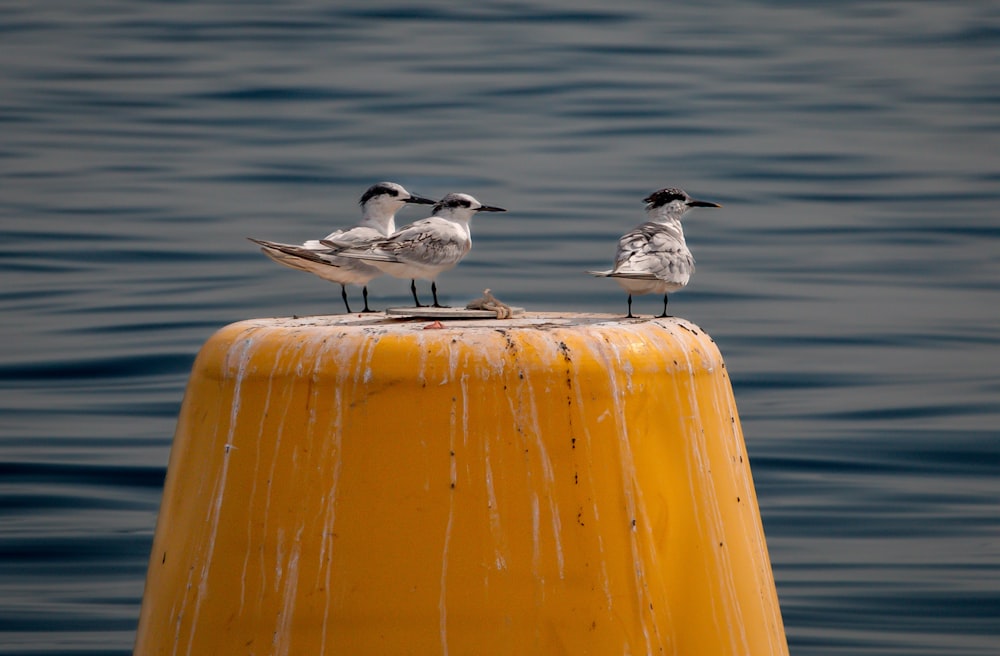 two birds standing on top of a yellow pole